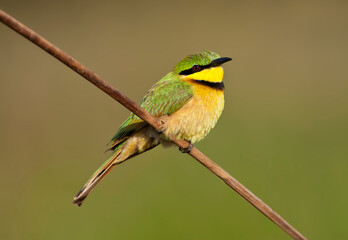 Dwergbijeneter, Little Bee-eater, Merops pusillus