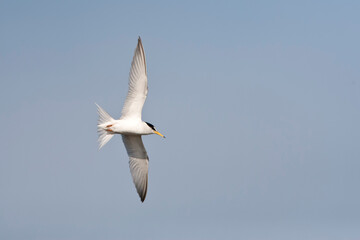 Obraz premium Dwergstern, Little Tern, Sternula albifrons