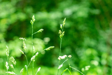 spikelet, grass with artistic blur on the background of a field in the forest.