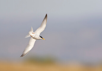 Dwergstern, Little Tern, Sternula albifrons