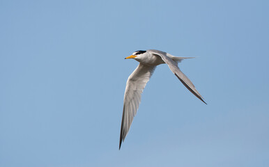Dwergstern, Little Tern, Sternula albifrons