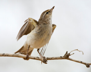Balkanbergfluiter, Eastern Bonelli's Warbler, Phylloscopus orientalis