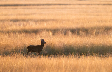 Edelhert, Red Deer, Cervus elaphus