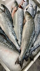 Obraz premium salmon fresh fish on the market