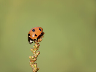 7-spot ladybird, Coccinella septempunctata, on dock with blurry natural background.
