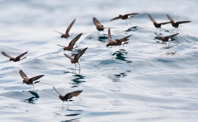 Fototapeten Sierlijk stormvogeltje, Elliot's Storm-Petrel, Oceanites gracili © AGAMI