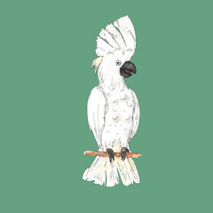 Watercolor Pirate adventure accessory icon element isolated  on white background