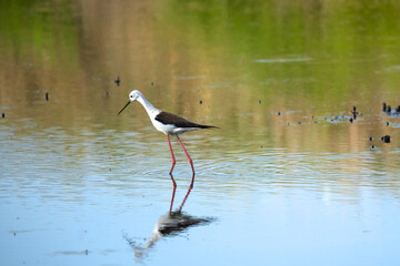 Italy Tuscany Maremma Grosseto, Castiglione della Pescaia, Diacia Botrona Nature Reserve, Birdwatching Birds of Swamp Himantopus Himantopus Knight of Italy Tringa Totanus Pettegola and Heroni