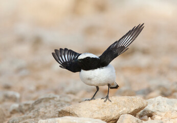 Obraz premium Oostelijke Rouwtapuit, Eastern Mourning Wheatear, Oenanthe lugens