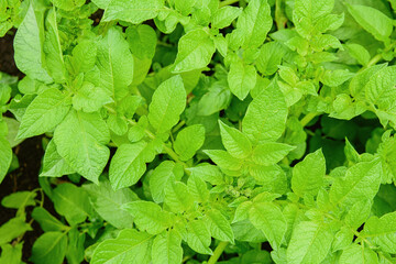 Young potato seedling growing sprout, potato growing. Organic farming. Field of green potato bushes. 