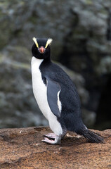 Erect-crested Penguin, Eudyptes sclateri