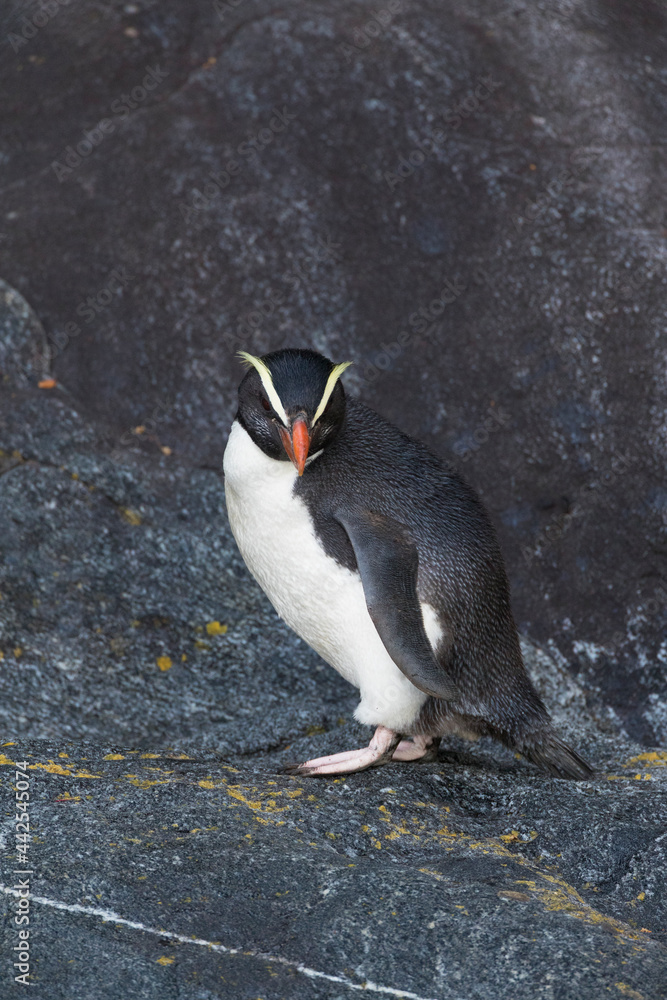 Sticker Fiordland Penguin, Eudyptes pachyrynchus