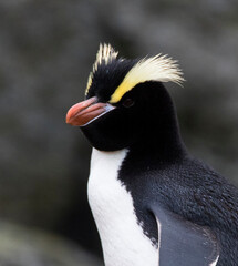 Naklejka premium Erect-crested Penguin, Eudyptes sclateri