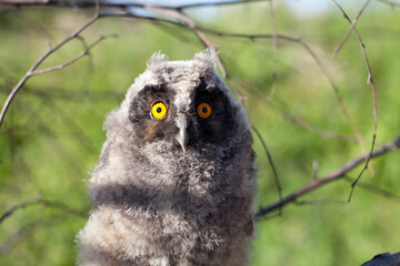 fluffy little chick long-eared owl (Asio otus) sits on a tree branch