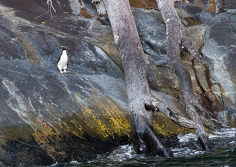 Fiordland Penguin, Eudyptes pachyrynchus