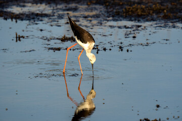 Italy Tuscany Maremma Grosseto, Castiglione della Pescaia, Diacia Botrona Nature Reserve, Birdwatching Birds of Swamp Himantopus Himantopus Knight of Italy Tringa Totanus Pettegola and Heroni