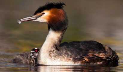 Fuut, Great Crested Grebe, Podiceps cristatus