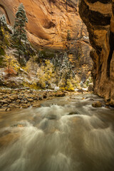 Autumn Morning In Zion Narrows