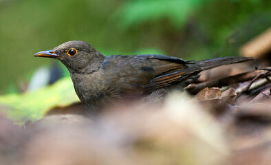 Fluweellijster, Glossy-black Thrush, Turdus serranus