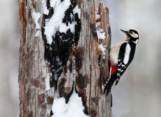 Foto op Canvas Grote Bonte Specht, Great Spotted Woodpecker, Dendrocopos major © AGAMI