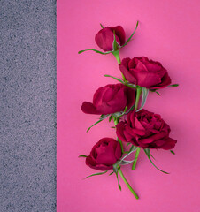 Bright red pink roses on a pink background. Postcard with place for design. Flower composition.