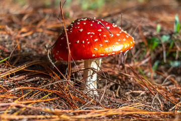 Small and red mushroom