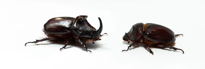 European rhinoceros beetle (Oryctes nasicornis) is a large flying beetle belonging to the subfamily...