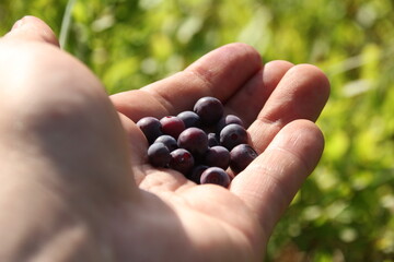 a handful of blueberries in a man's hand on a green background