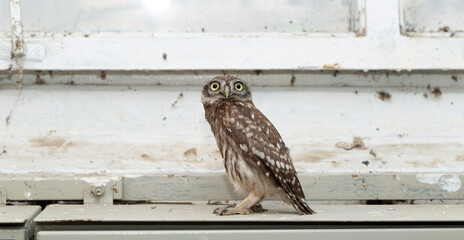 Little owl (Athene noctua), also known as the owl of Athena or owl of Minerva.