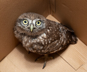 Little owl (Athene noctua), also known as the owl of Athena or owl of Minerva.