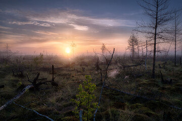 Swamp Morning
Paltinskoe swamp, Perm Region.
