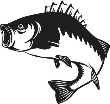 Download 3 998 Best Bass Fish Tail Images Stock Photos Vectors Adobe Stock