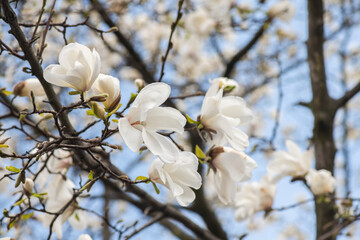Nice magnolia tree flowers at spring sunny day, nature awakening