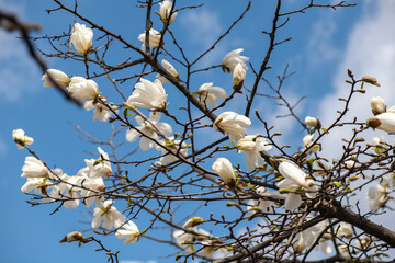 Nice magnolia tree flowers at spring sunny day, nature awakening