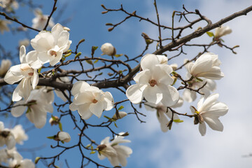 Nice magnolia tree flowers at spring sunny day, nature awakening