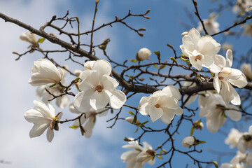 Nice magnolia tree flowers at spring sunny day, nature awakening