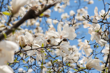 Nice magnolia tree flowers at spring sunny day, nature awakening