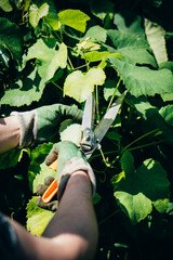 Gardener man's hands in gloves pruning grapes