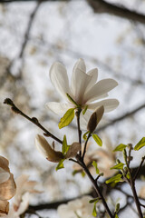 Nice magnolia tree flowers at spring sunny day, nature awakening