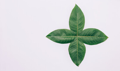 green leaves on a white background arranged in the shape of a small star. place for text. nature concept