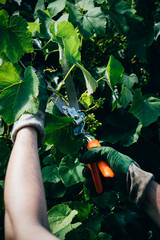 Gardener man's hands in gloves pruning grapes