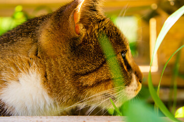 Cute forest cat sitting in ambush close-up