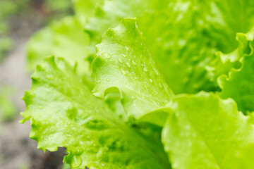 green plant lettuce in the garden bed after the rain with the sun's rays.