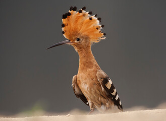 Hop, Eurasian Hoopoe, Upupa epops