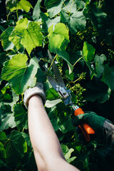 Gardener man's hands in gloves pruning grapes