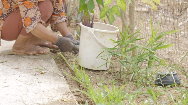 Asian woman planting Boat lily or Moses in cradle plant in the garden.