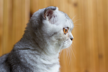 gray striped scottish fold kitten