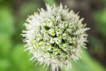 flowering onion close-up in the garden. view from above. cultivation and farming