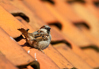 Huismus, House Sparrow, Passer domesticus