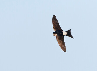 Huiszwaluw, Common House Martin, Delichon urbicum
